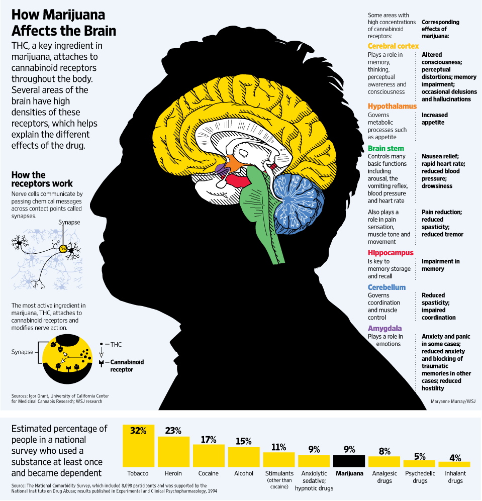 marijuana-and-the-brain.gif