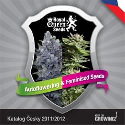 Czech Królewskiego Nasiona konopi nasiona feminizowane Królowej Katalog