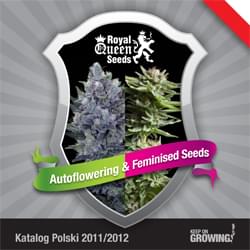 Polska Królewskiego Nasiona konopi nasiona feminizowane Królowej Katalog