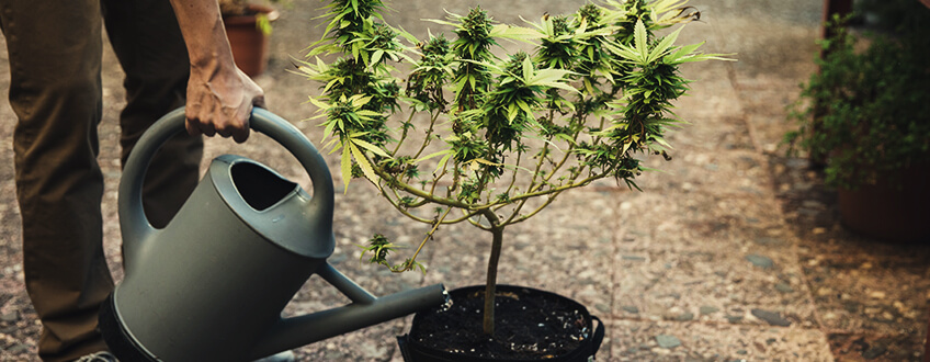 Czy feminizowane nasiona cannabis wymagają składników odżywczych?