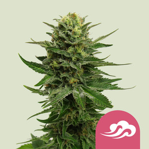 Kup Blue Mystic Nasiona konopi Internecie Kup Blue Mystic Nasiona konopi Internecie
