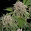 Blue Mystic