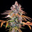 Royal Cheese (Fast Flowering)