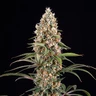 Candy Kush Express (Fast Flowering)