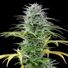 Speedy Chile (Fast Flowering)