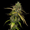 Medical Mass