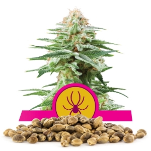 White Widow Nasiona luzem