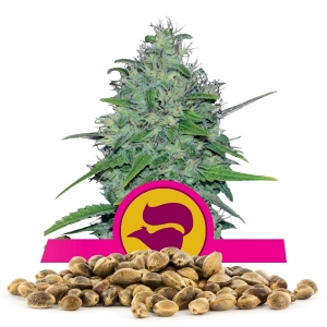 Skunk XL Nasiona luzem