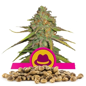 OG Kush Nasiona luzem