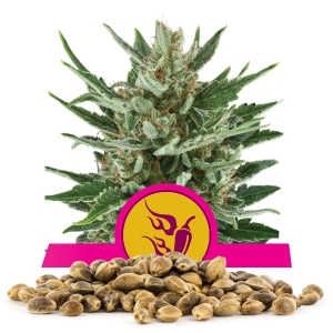 Wersja Speedy Chile Fast Nasiona luzem
