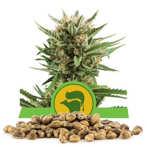 Sweet Skunk Automatic Nasiona luzem