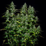 Royal Gorilla Auto