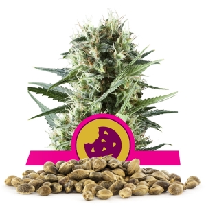 Nasiona Hurtowe Royal Cookies Nasiona Hurtowe Royal Cookies