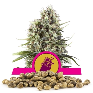 Nasiona Hurtowe Chocolate Haze