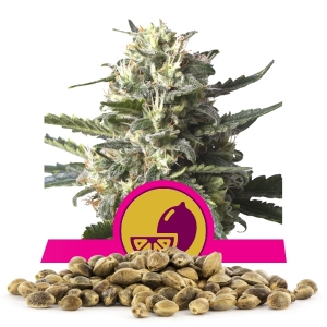 Nasiona Lemon Shining Silver Haze, ilość hurtowa