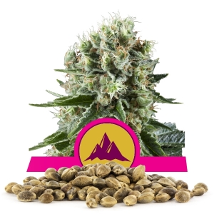 Nasiona Critical Kush, ilość hurtowa