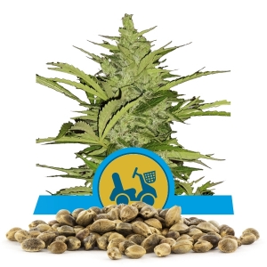 Nasiona Fast Eddy Automatic CBD (hurt)