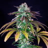 Green Crack Punch