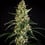 HulkBerry Auto