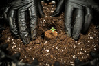 Soil Plugs — Krążki glebowe