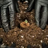 Soil Plugs — Krążki glebowe