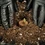 Soil Plugs — Krążki glebowe