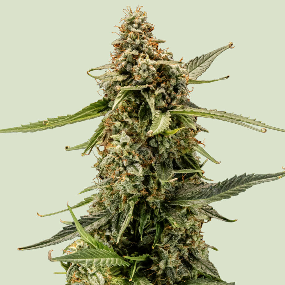 Семена Royal Seeds Купить