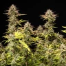 Apple Fritter Automatic