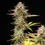 Apple Fritter Auto