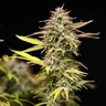 Apple Fritter Auto