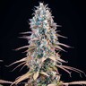 Granddaddy Purple
