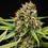 Pink Runtz Auto