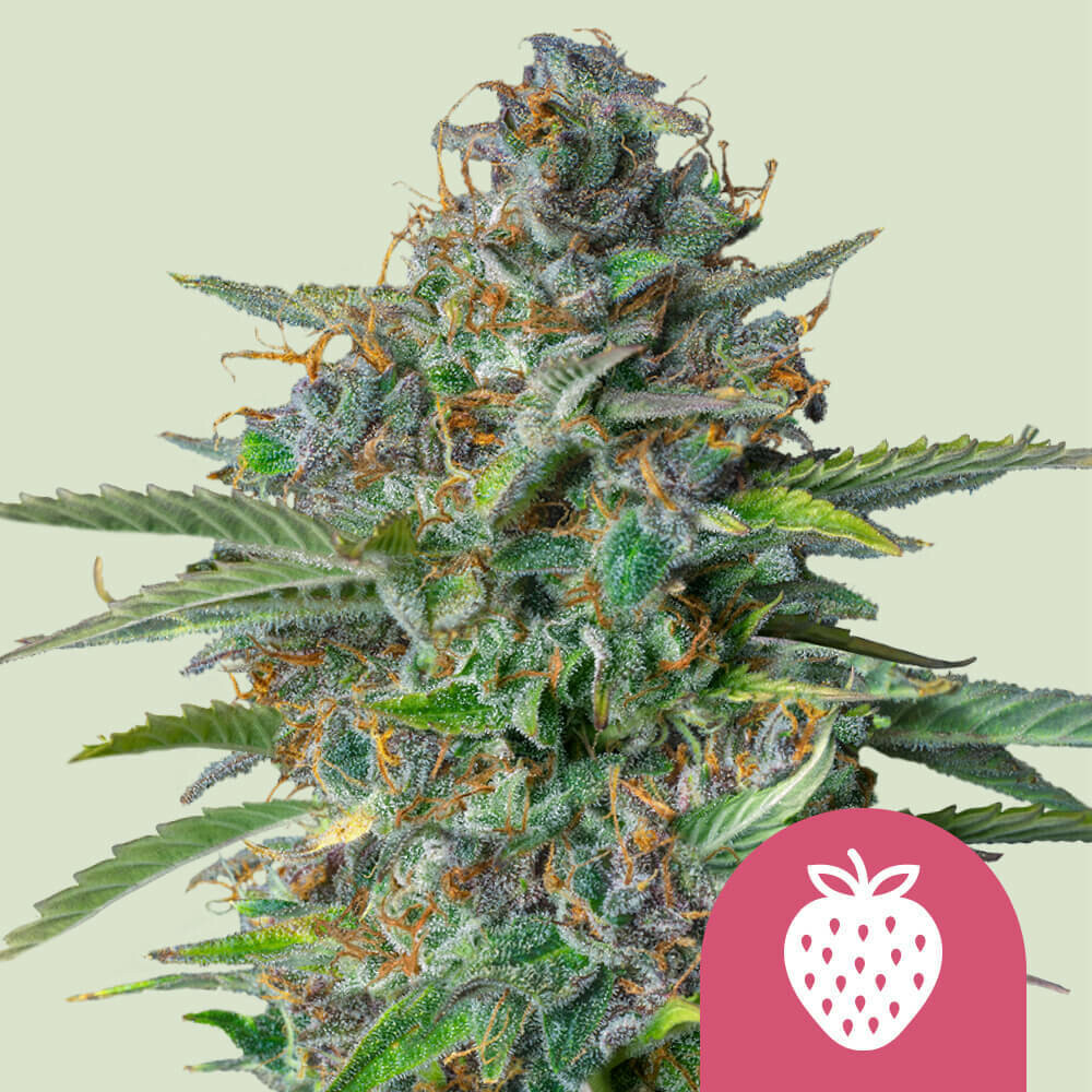 Susz Konopny CBD Strawberry Kush 1g (5904463369054) • Cena