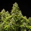 Tropicana Cookies Purple Auto