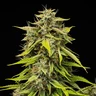 Tropicana Cookies Purple Auto
