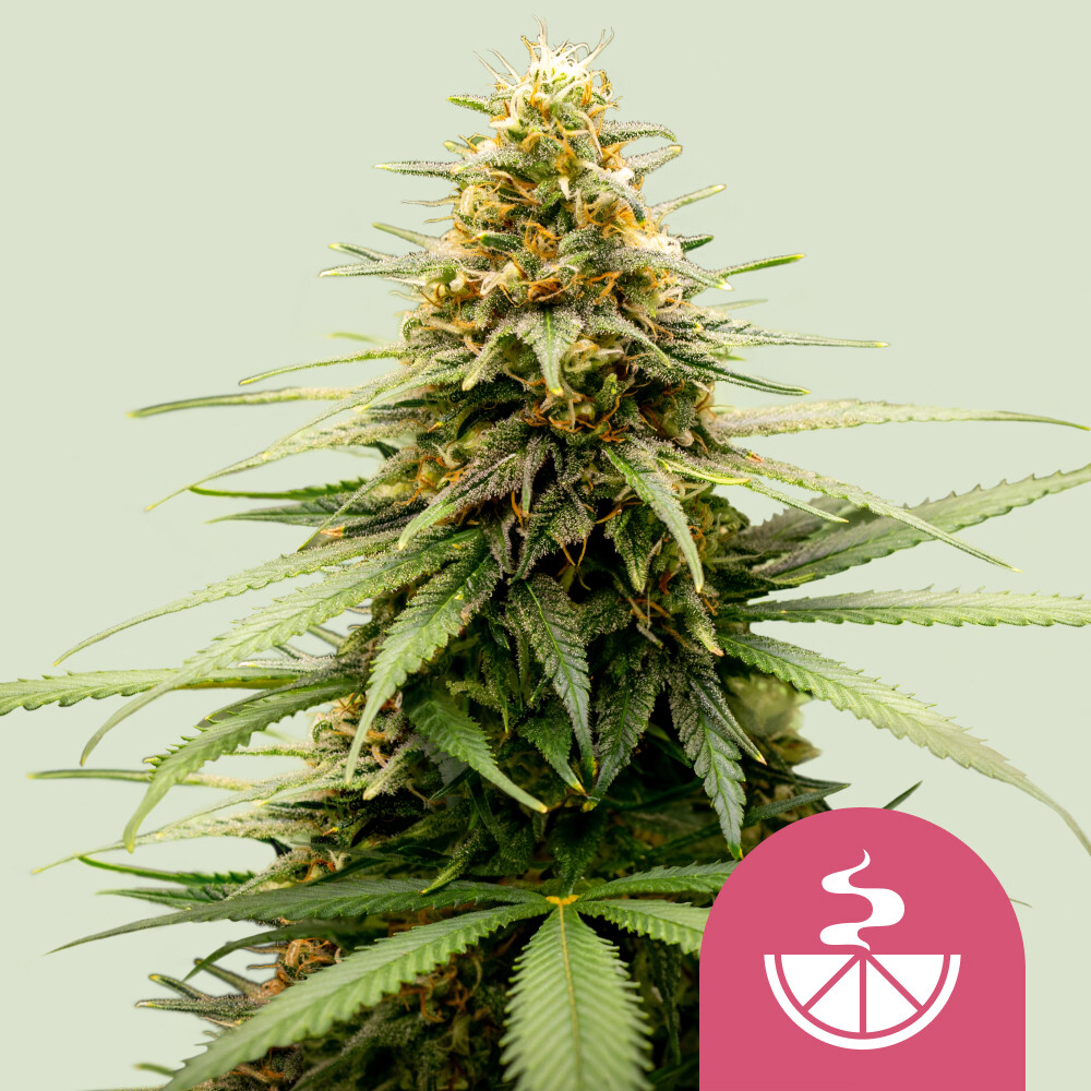 Kup feminizowane nasiona marihuany Lemon Skunk - Royal Queen