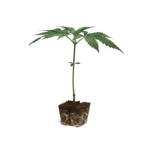 Tangie Clones