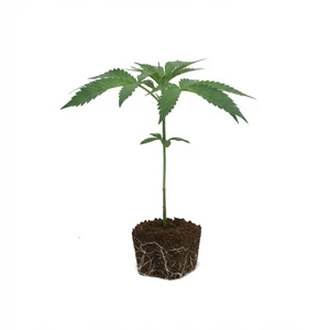 Purple Punch Clone