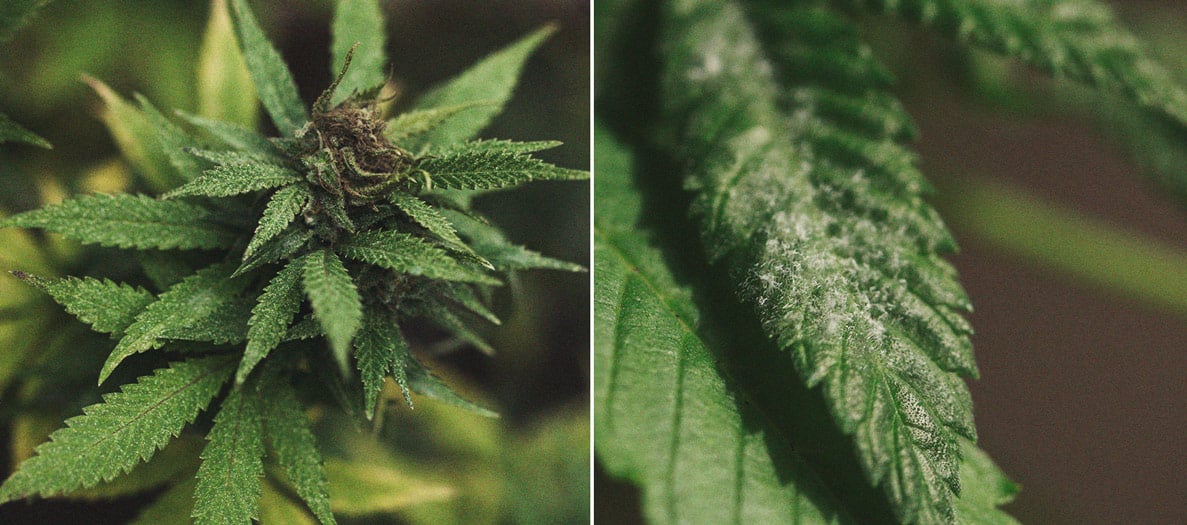 Identificación y tratamiento de las enfermedades más comunes del cannabis Identificación y tratamiento de las enfermedades más comunes del cannabis