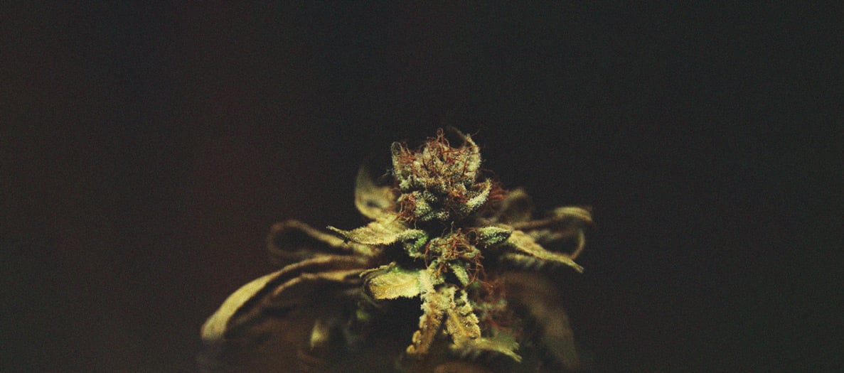 Identificación y tratamiento de las enfermedades más comunes del cannabis Identificación y tratamiento de las enfermedades más comunes del cannabis