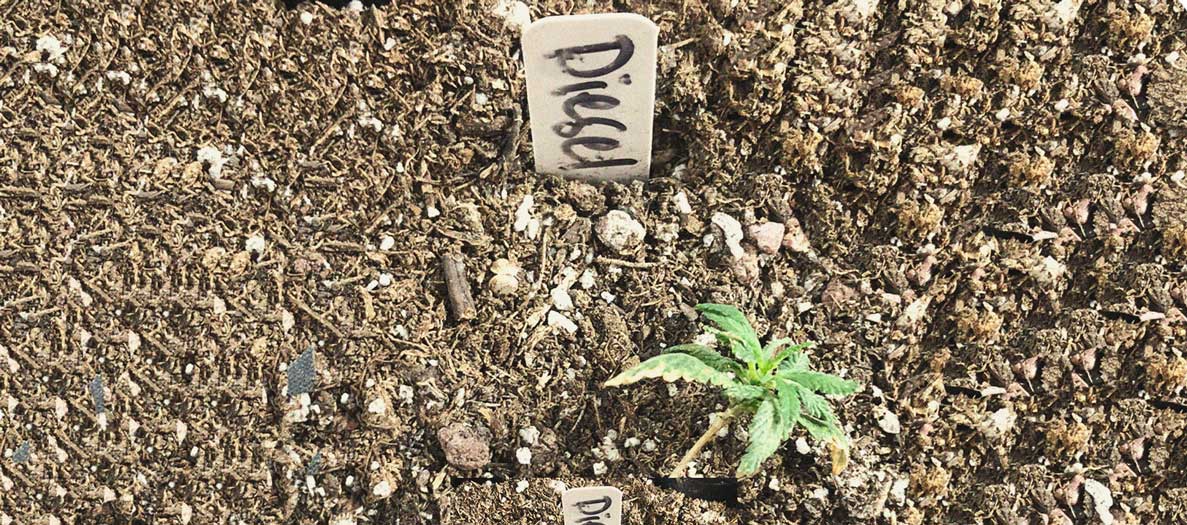 Identificación y tratamiento de las enfermedades más comunes del cannabis Identificación y tratamiento de las enfermedades más comunes del cannabis