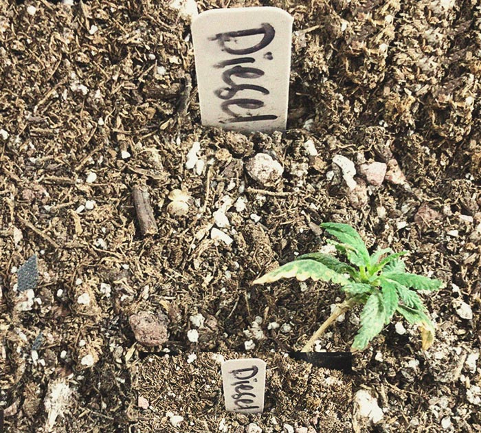 Identificación y tratamiento de las enfermedades más comunes del cannabis Identificación y tratamiento de las enfermedades más comunes del cannabis