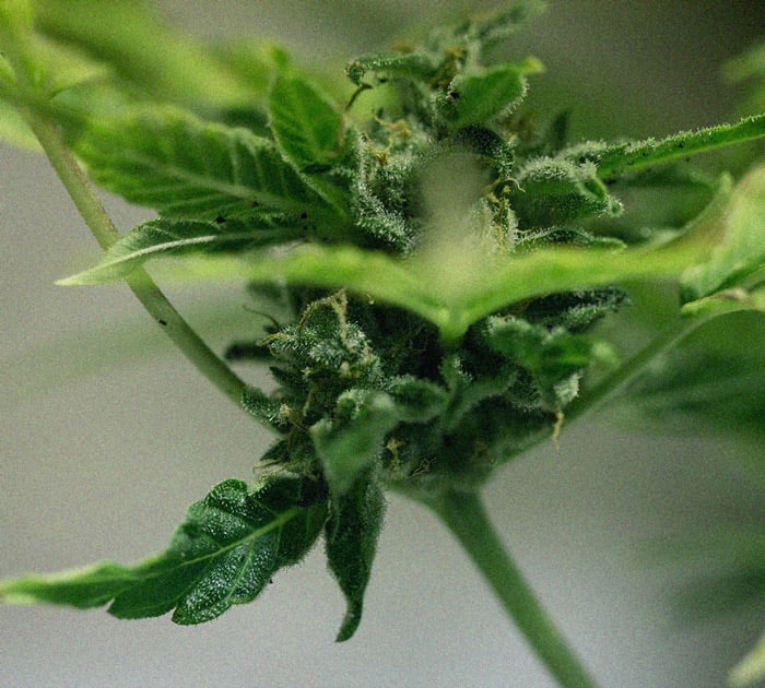 Identificación y tratamiento de las enfermedades más comunes del cannabis Identificación y tratamiento de las enfermedades más comunes del cannabis