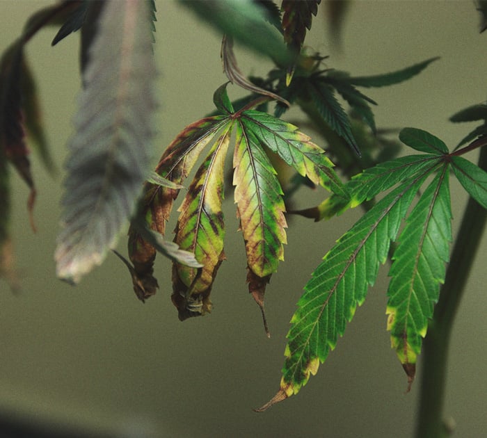 Identificación y tratamiento de las enfermedades más comunes del cannabis Identificación y tratamiento de las enfermedades más comunes del cannabis