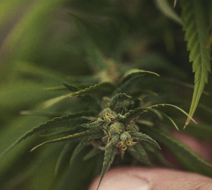 Identificación y tratamiento de las enfermedades más comunes del cannabis Identificación y tratamiento de las enfermedades más comunes del cannabis