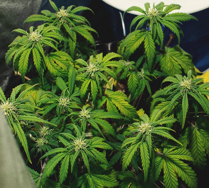 Identificación y tratamiento de las enfermedades más comunes del cannabis Identificación y tratamiento de las enfermedades más comunes del cannabis