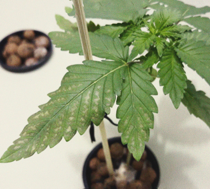 Identificación y tratamiento de las enfermedades más comunes del cannabis Identificación y tratamiento de las enfermedades más comunes del cannabis