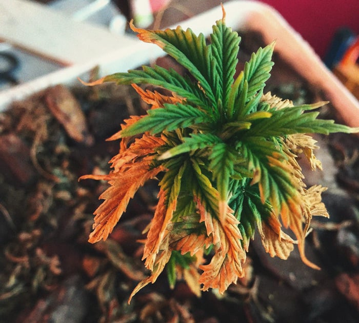 Identificación y tratamiento de las enfermedades más comunes del cannabis Identificación y tratamiento de las enfermedades más comunes del cannabis
