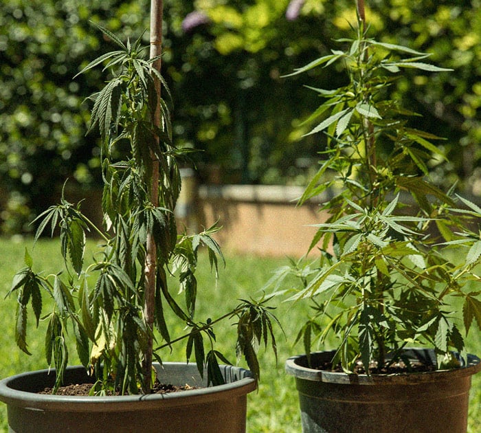 Identificación y tratamiento de las enfermedades más comunes del cannabis Identificación y tratamiento de las enfermedades más comunes del cannabis