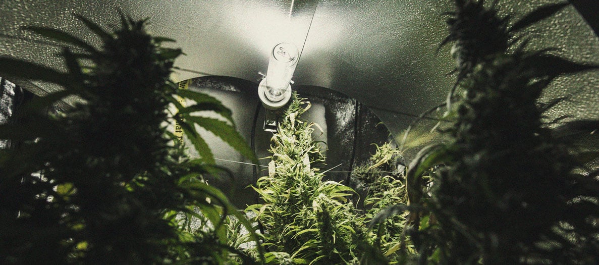 Identificación y tratamiento de las enfermedades más comunes del cannabis Identificación y tratamiento de las enfermedades más comunes del cannabis
